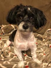 Shih Tzu Dogs for adoption in Sioux Falls, SD, USA