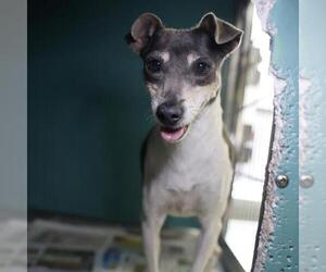 Greyhound-Unknown Mix Dogs for adoption in San Antonio, TX, USA