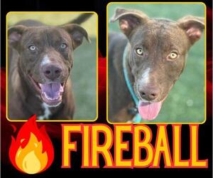 American Pit Bull Terrier-Unknown Mix Dogs for adoption in Pearland, TX, USA
