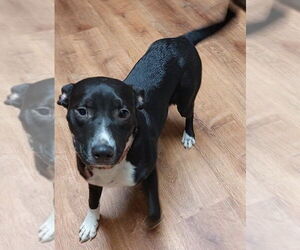 Labrador Retriever-Unknown Mix Dogs for adoption in Boston, MA, USA