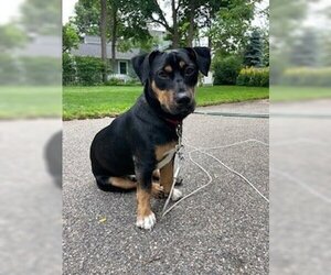 Rottweiler-Unknown Mix Dogs for adoption in Southampton, NY, USA