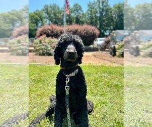 Poodle (Standard) Dogs for adoption in Pacolet, SC, USA