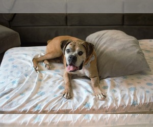 Boxer Dogs for adoption in Akron, OH, USA