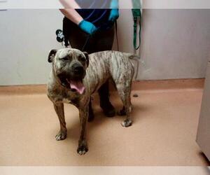 Mastiff Dogs for adoption in Martinez, CA, USA
