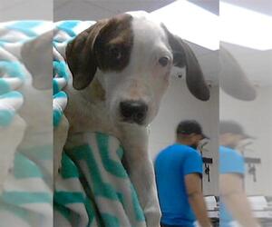 Beagle-Unknown Mix Dogs for adoption in Fayetteville, NC, USA