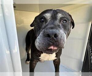 American Pit Bull Terrier-Unknown Mix Dogs for adoption in Houston, TX, USA