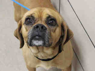 Puggle Dogs for adoption in Fort Wayne, IN, USA