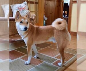 Shiba Inu Dogs for adoption in Pawtucket, RI, USA