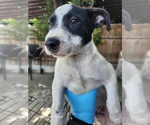 Mutt Dogs for adoption in San Antonio, TX, USA