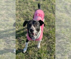 Black and Tan Coonhound-Labrador Retriever-Unknown Mix Dogs for adoption in Fredericksburg, VA, USA