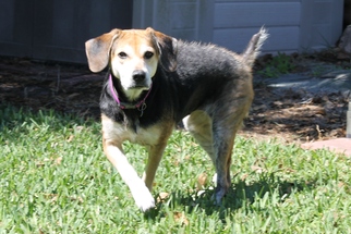 Beagle-Unknown Mix Dogs for adoption in Jacksonville , FL, USA