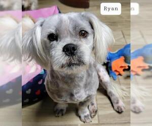 Shih Apso Dogs for adoption in Pipe Creek, TX, USA
