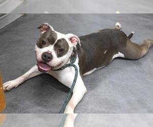 American Pit Bull Terrier-Unknown Mix Dogs for adoption in Thief River Falls, MN, USA