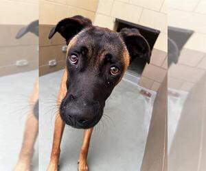 German Shepherd Dog-Unknown Mix Dogs for adoption in Riverside, CA, USA