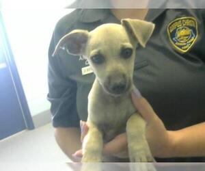 Chihuahua Dogs for adoption in Corpus Christi, TX, USA