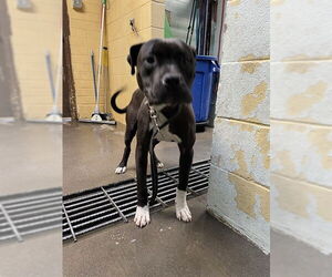 Mutt Dogs for adoption in Stockton, CA, USA