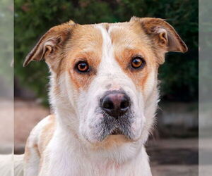 American Staffordshire Terrier-Basset Hound Mix Dogs for adoption in Albuquerque, NM, USA