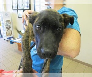 Dutch Shepherd -Unknown Mix Dogs for adoption in Ocala, FL, USA
