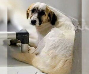 Anatolian Shepherd-Great Pyrenees Mix Dogs for adoption in Vail, AZ, USA