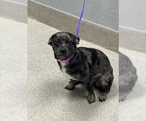 Chihuahua-Unknown Mix Dogs for adoption in Las Vegas, NV, USA