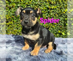 French Bullhuahua Dogs for adoption in Modesto, CA, USA