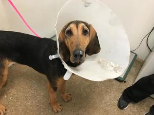 Bloodhound Dogs for adoption in Lawrence, KS, USA
