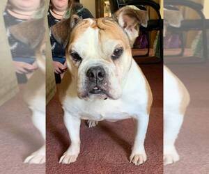 Bulldog Dogs for adoption in Phelan, CA, USA