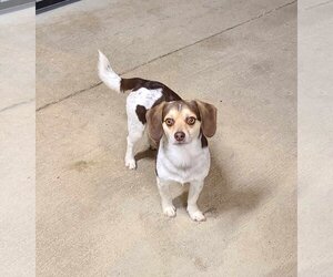 Beagle-Chihuahua Mix Dogs for adoption in Woodsfield, OH, USA