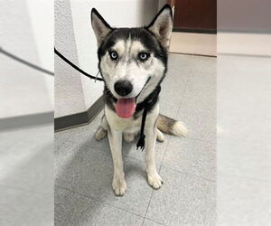 Siberian Husky Dogs for adoption in Downey, CA, USA