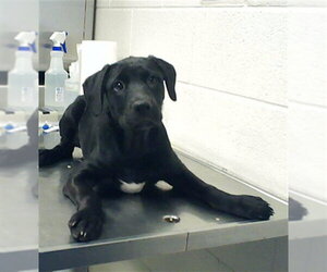 Mutt Dogs for adoption in Fayetteville, NC, USA