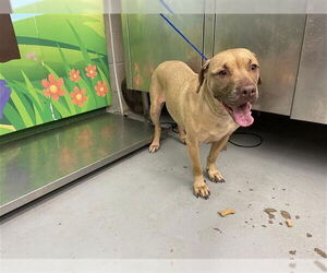 American Staffordshire Terrier-Unknown Mix Dogs for adoption in Waco, TX, USA