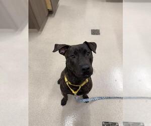 Labrador Retriever Dogs for adoption in Baytown, TX, USA