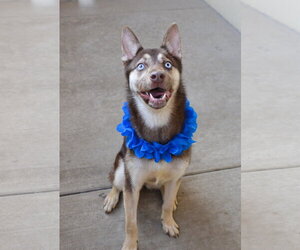 Siberian Husky-Unknown Mix Dogs for adoption in McKinney, TX, USA