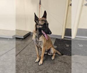 Mutt Dogs for adoption in Orange, CA, USA