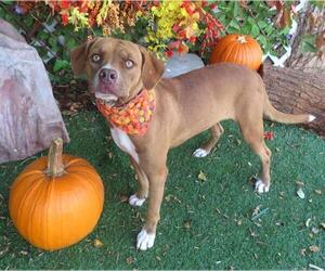 Mutt Dogs for adoption in Oklahoma City, OK, USA