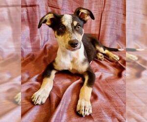 Catahoula Leopard Dog-Unknown Mix Dogs for adoption in San Diego, CA, USA