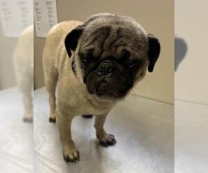 Pug Dogs for adoption in Redlands, CA, USA