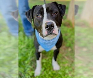 American Pit Bull Terrier-Unknown Mix Dogs for adoption in Rockaway, NJ, USA