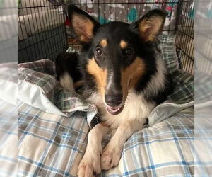 Collie Dogs for adoption in Dublin, OH, USA