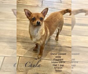 Chihuahua Dogs for adoption in Denver , CO, USA