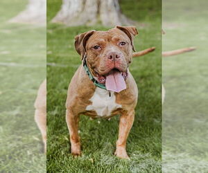 American Pit Bull Terrier-Labrador Retriever Mix Dogs for adoption in Princeton, MN, USA