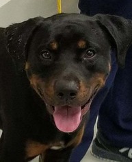 Medium Photo #1 Rottweiler-Unknown Mix Puppy For Sale in Hillsboro, NH, USA