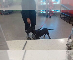 Staffordshire Bull Terrier-Unknown Mix Dogs for adoption in Louisville, KY, USA