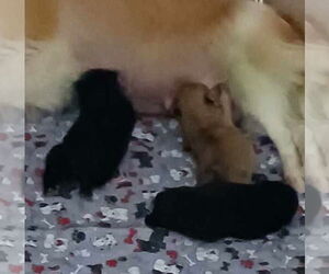 Pomeranian-Unknown Mix Dogs for adoption in Gulfport, MI, USA