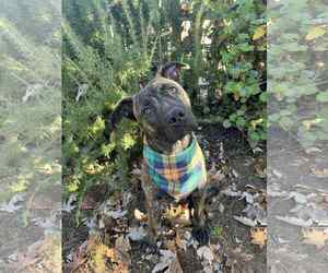 American Pit Bull Terrier-Unknown Mix Dogs for adoption in Yuba City, CA, USA
