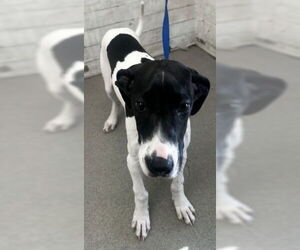 Great Dane Dogs for adoption in San Bernardino, CA, USA