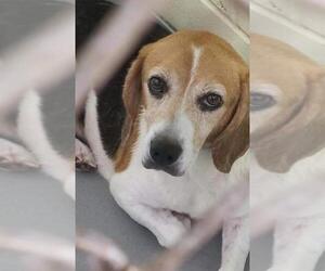 Beagle Dogs for adoption in Fredericksburg, VA, USA