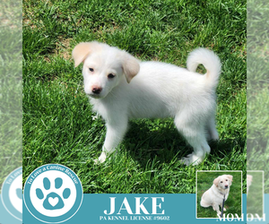 Great Pyrenees-Unknown Mix Dogs for adoption in Kimberton, PA, USA