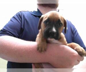 Redbone Coonhound-Unknown Mix Dogs for adoption in Tulsa, OK, USA