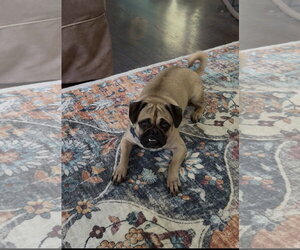 Mutt Dogs for adoption in Plainfield, IL, USA